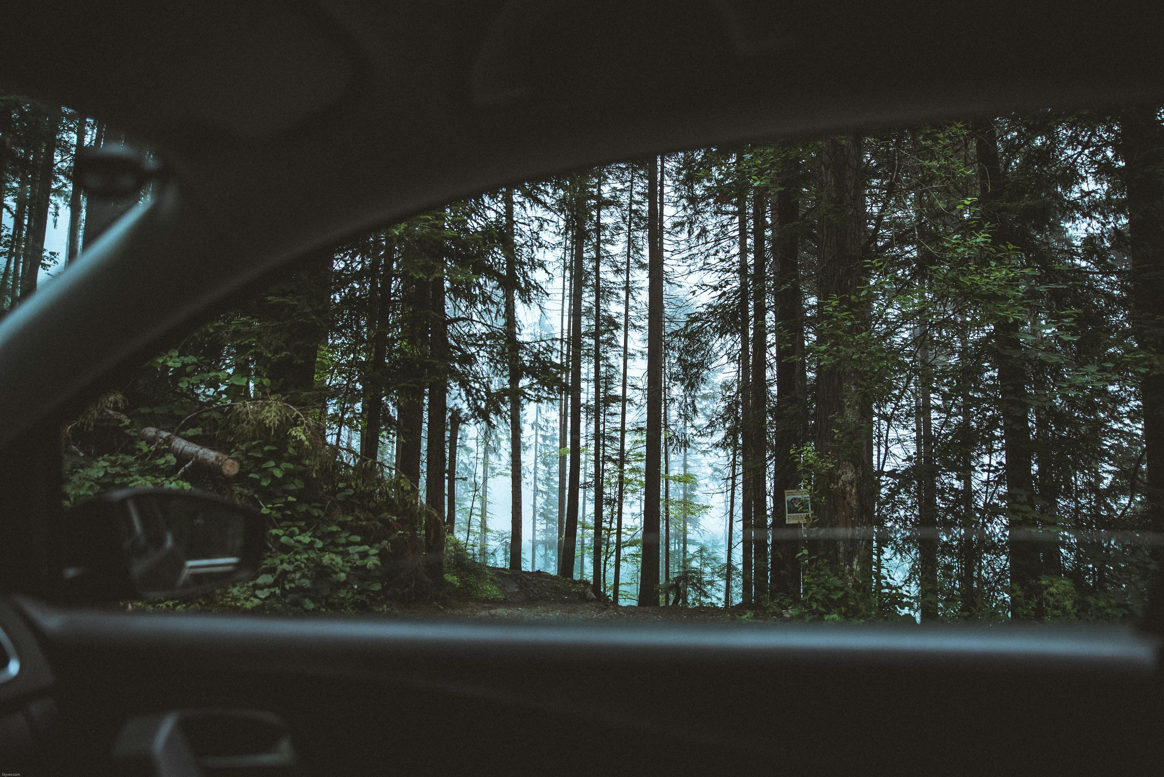 Canva - Scenic View of Forest From Car
